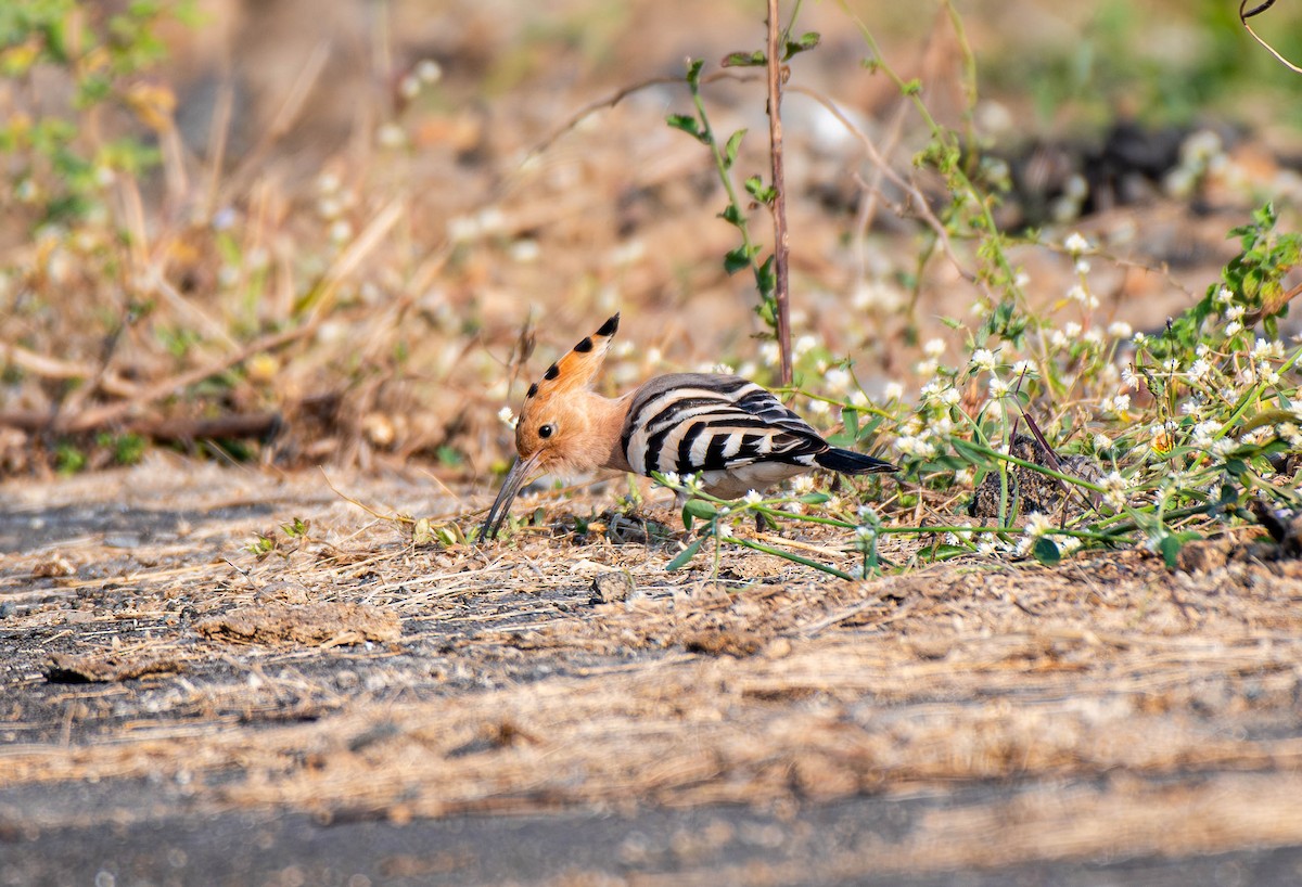 戴勝 - ML647753773