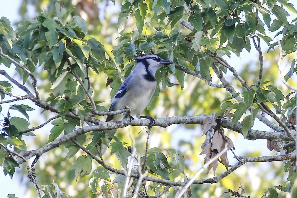 Blue Jay - ML647753774