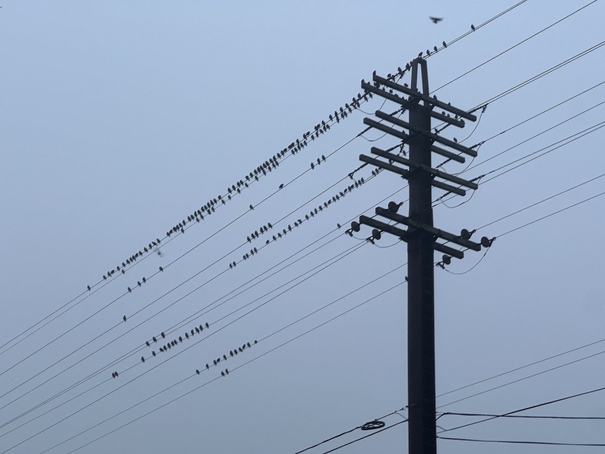 European Starling - ML647753775