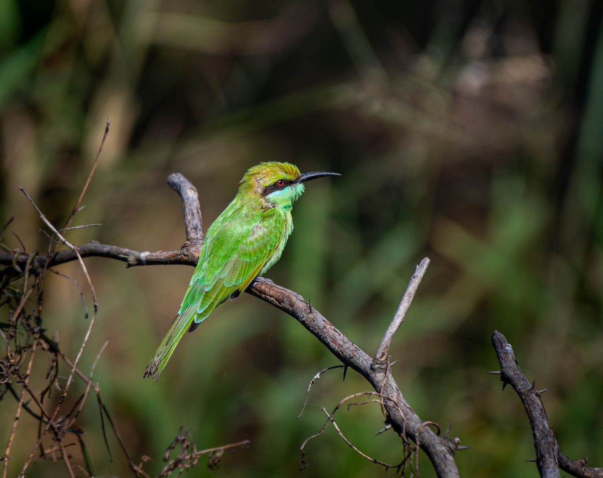 Asian Green Bee-eater - ML647753783