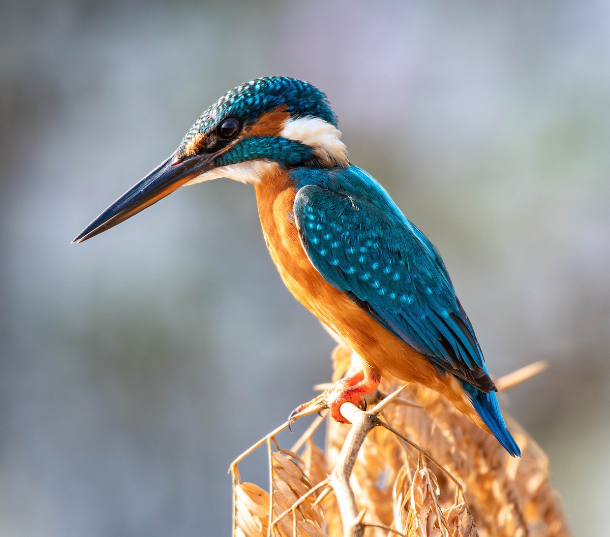 翠鳥 - ML647753789