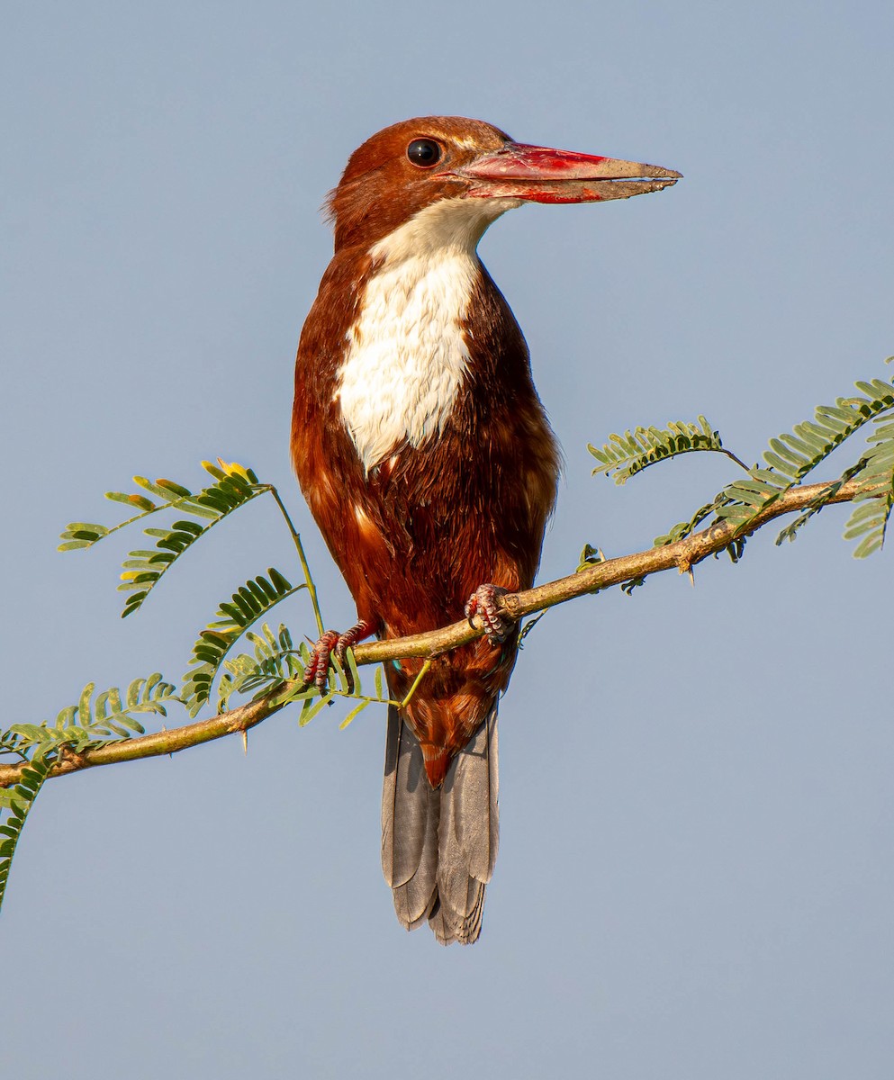 蒼翡翠 - ML647753792