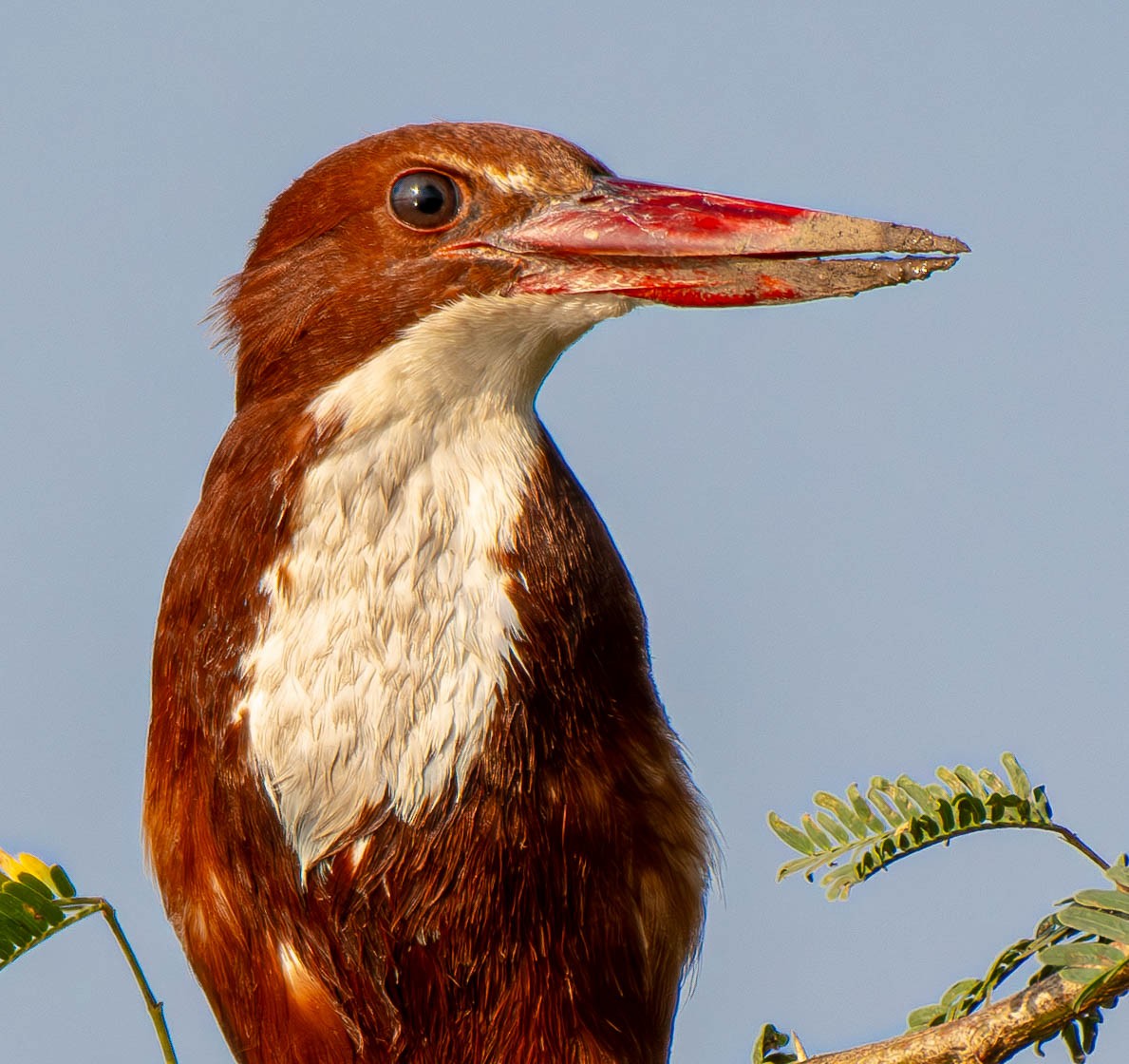 蒼翡翠 - ML647753793