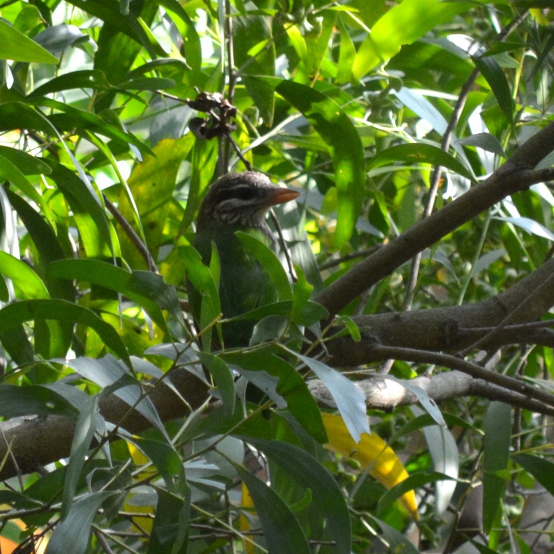 White-cheeked Barbet - ML647753795