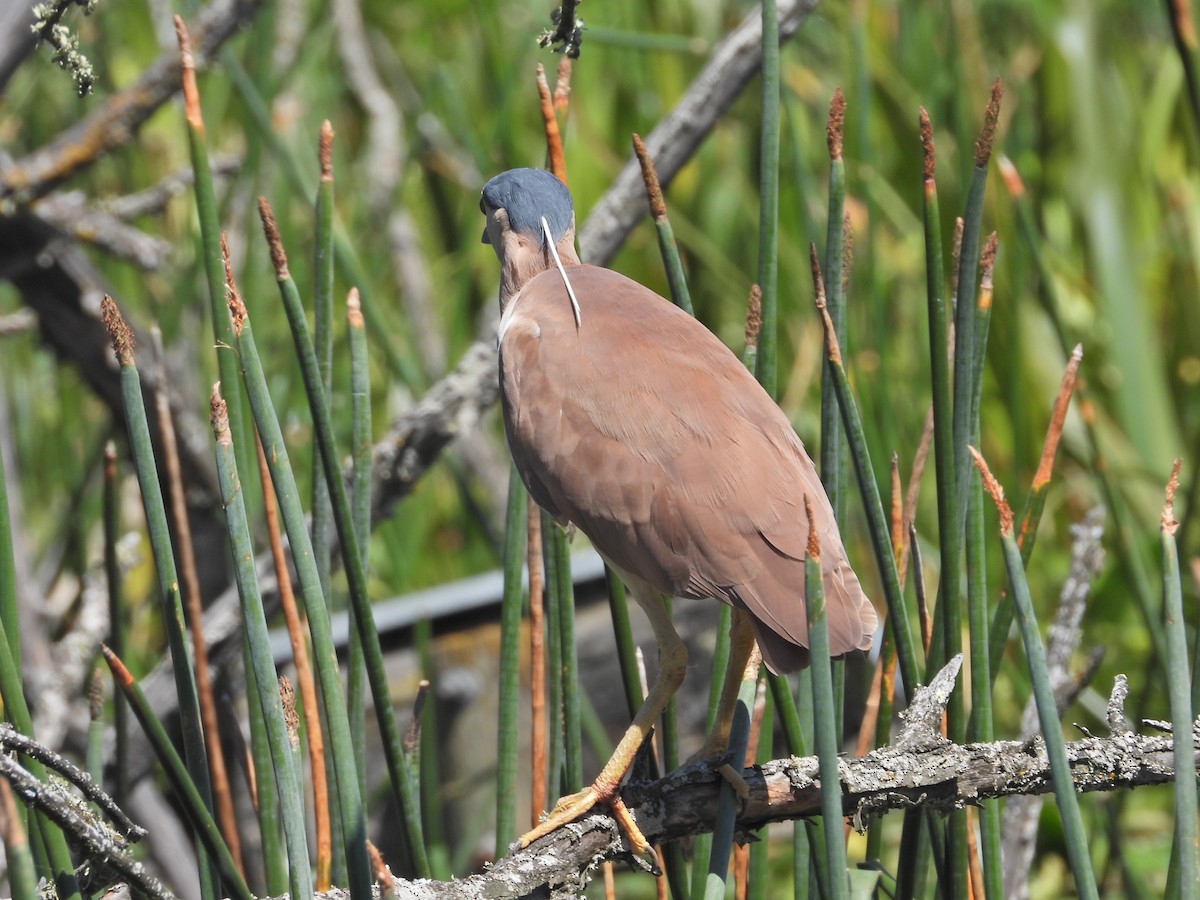 Nankeen Night Heron - ML647753796