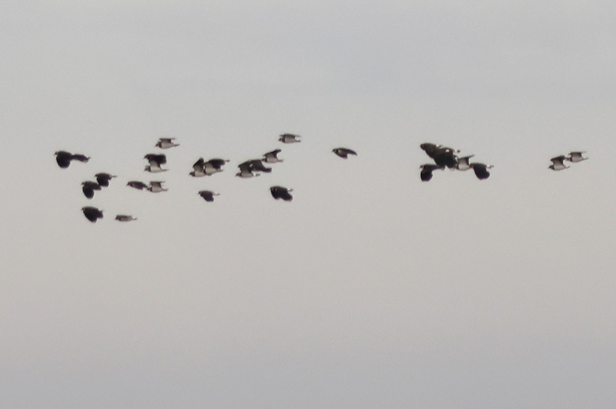 Hegabera eurasiarra - ML647753798