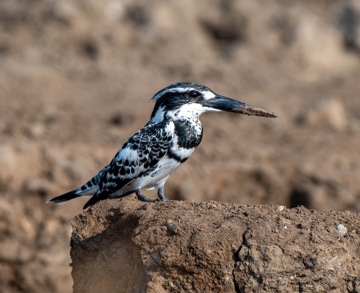 Pied Kingfisher - ML647753799