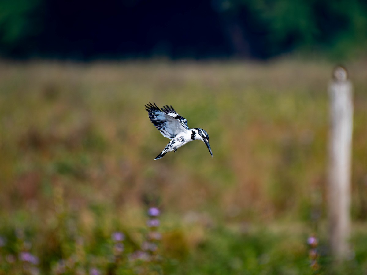 Pied Kingfisher - ML647753800
