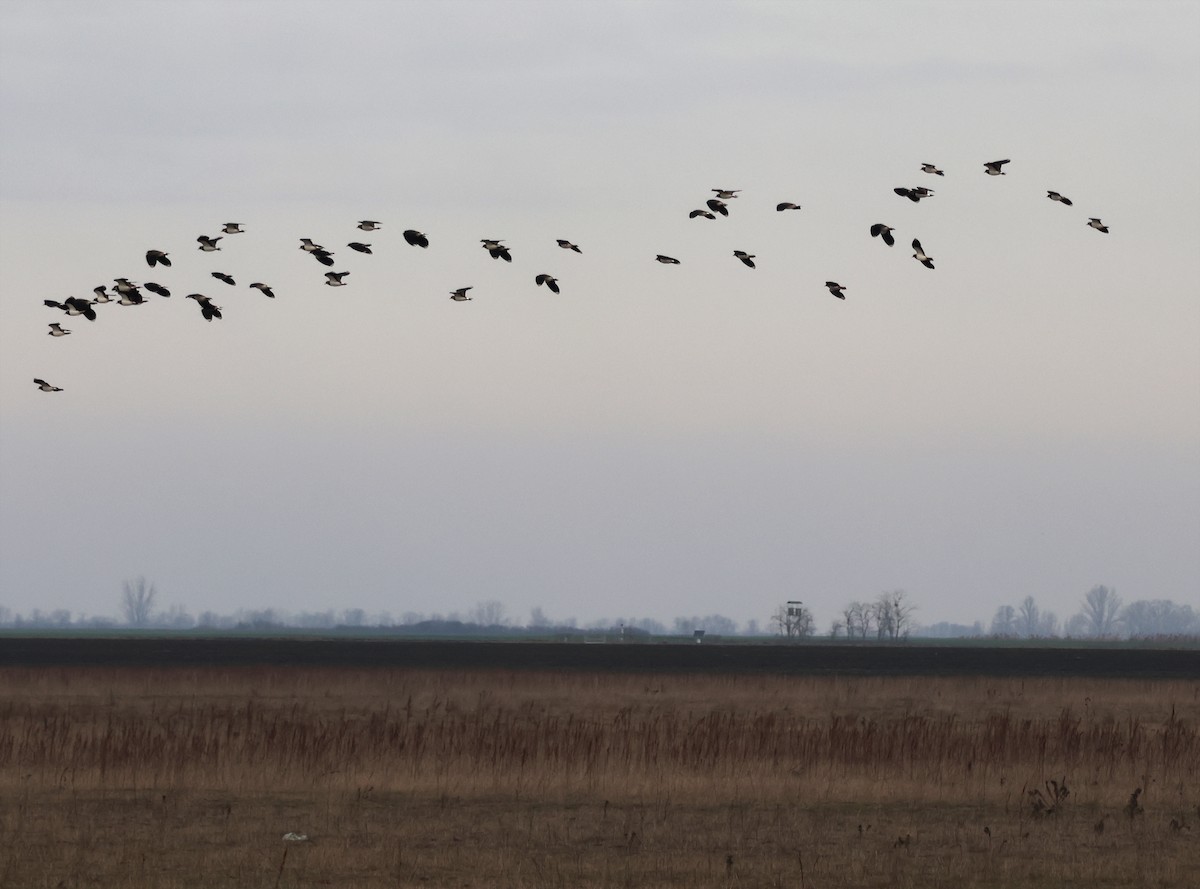 Hegabera eurasiarra - ML647753801
