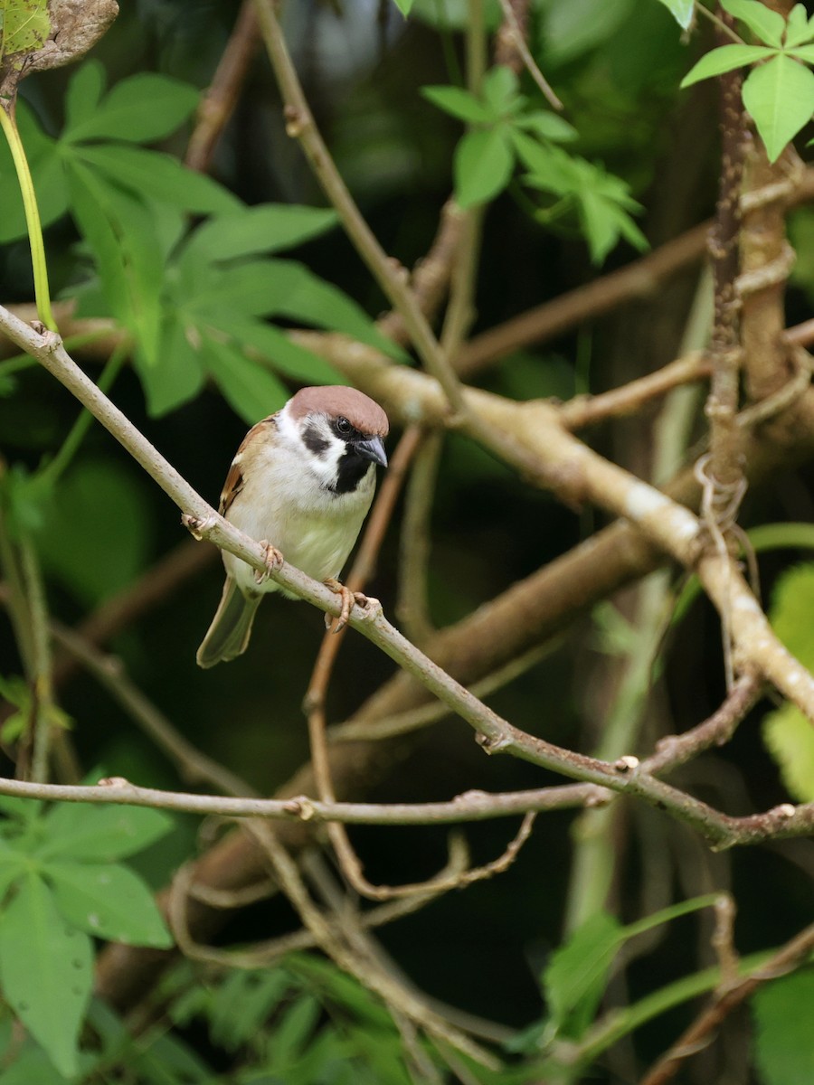 Landa-txolarrea - ML647753802