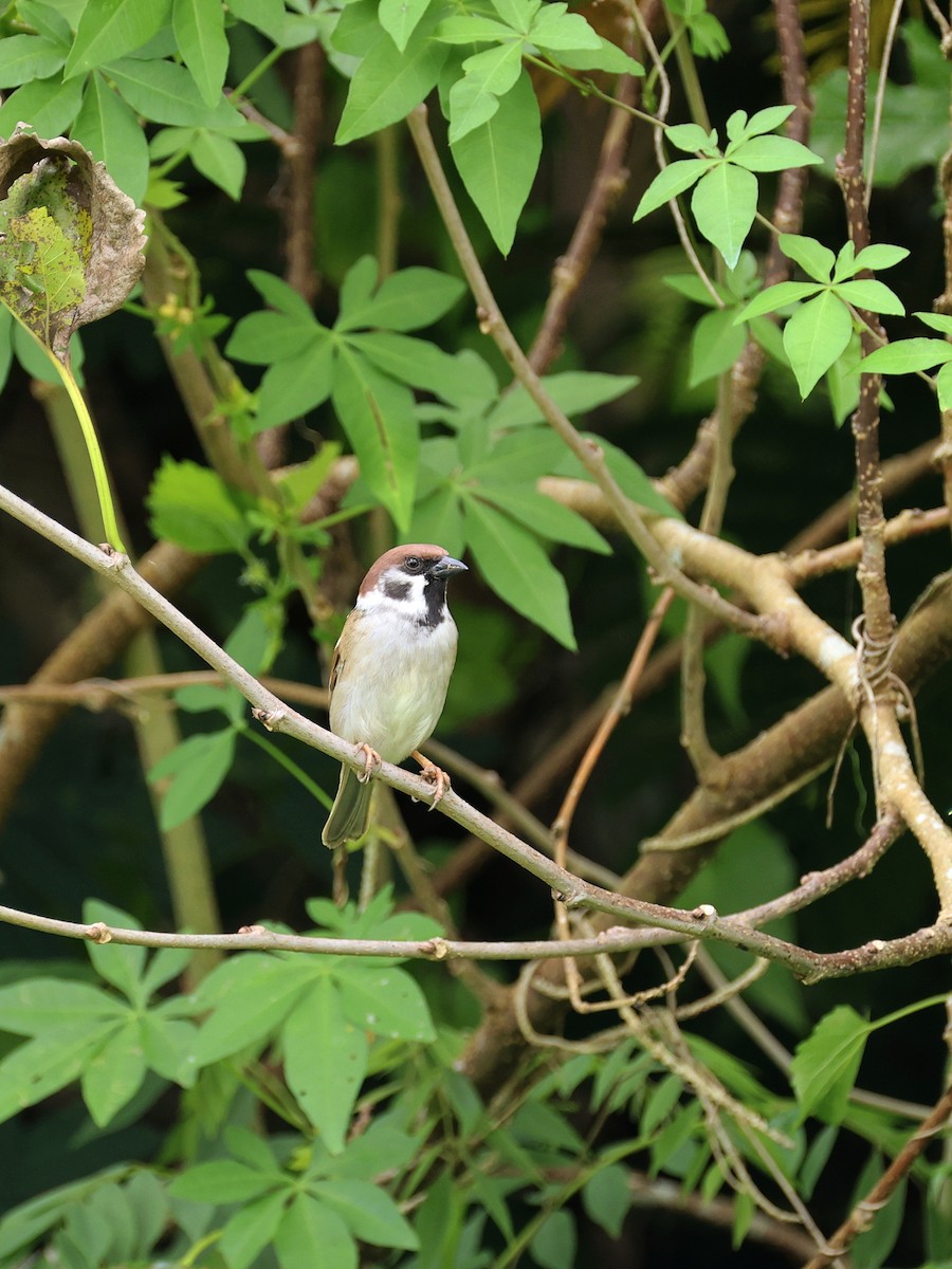 Landa-txolarrea - ML647753803