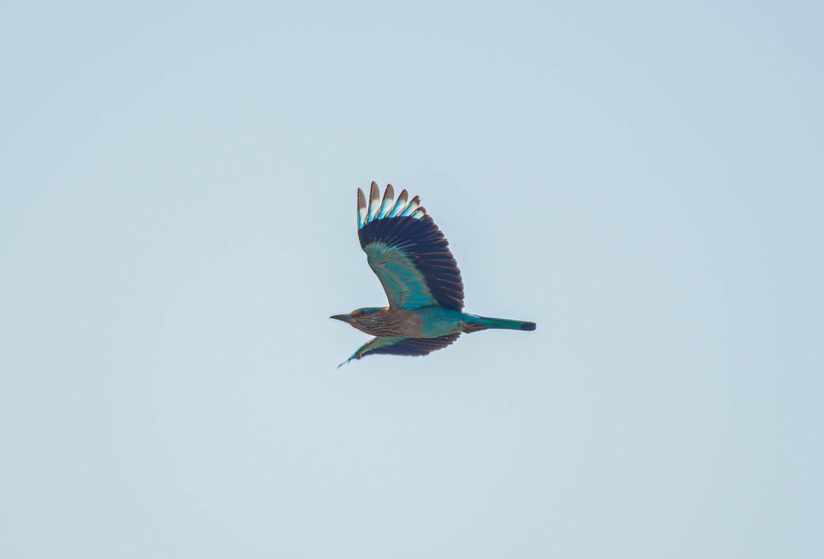 Indian Roller - ML647753804