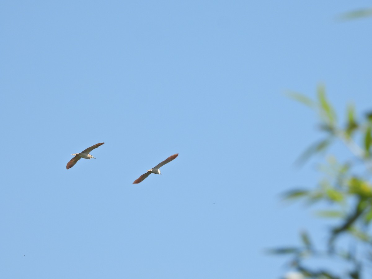 Nankeen Night Heron - ML647753805