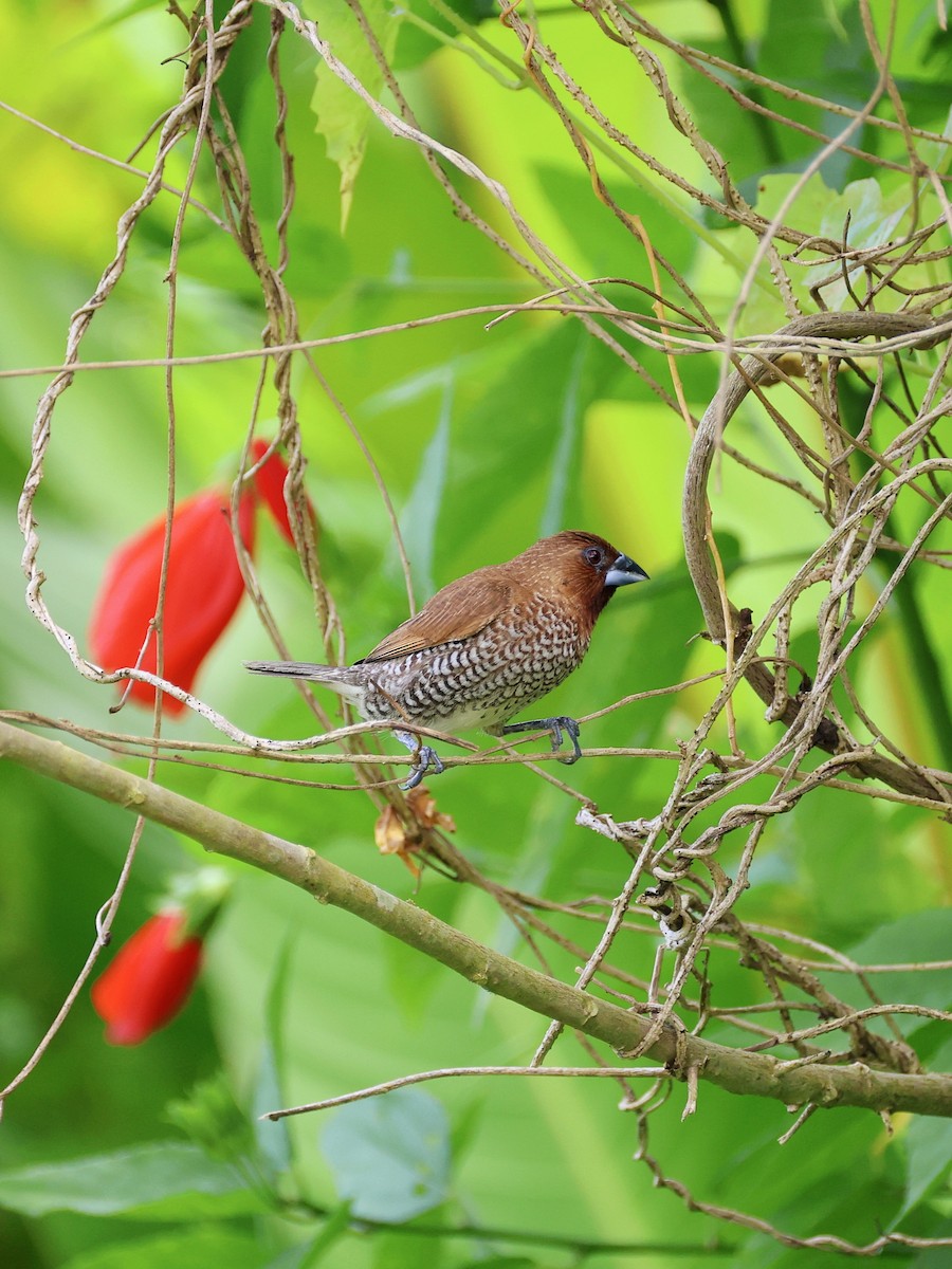 Scaly-breasted Munia - ML647753807