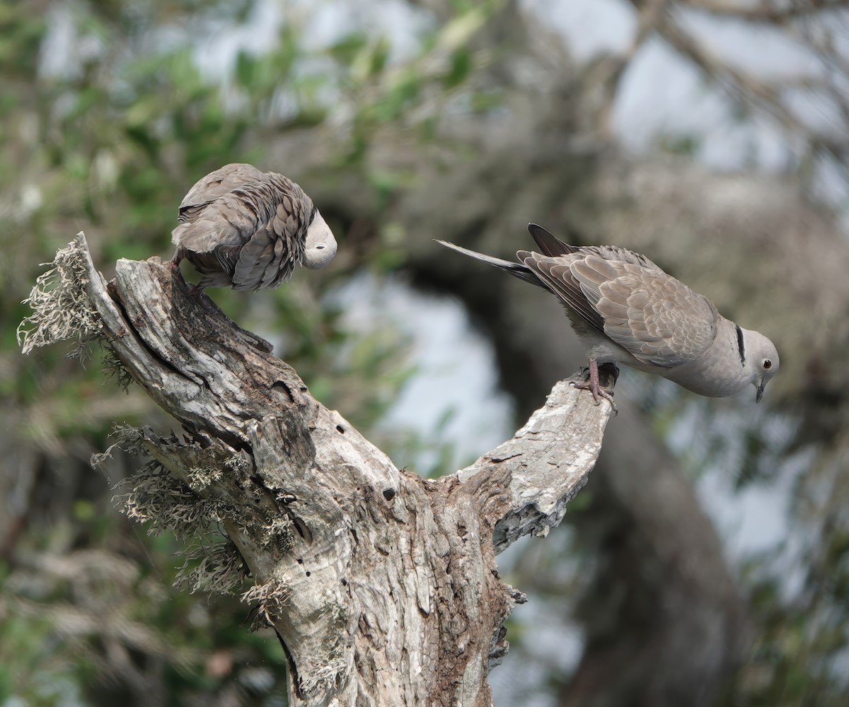 Usapal turkiarra - ML647753808