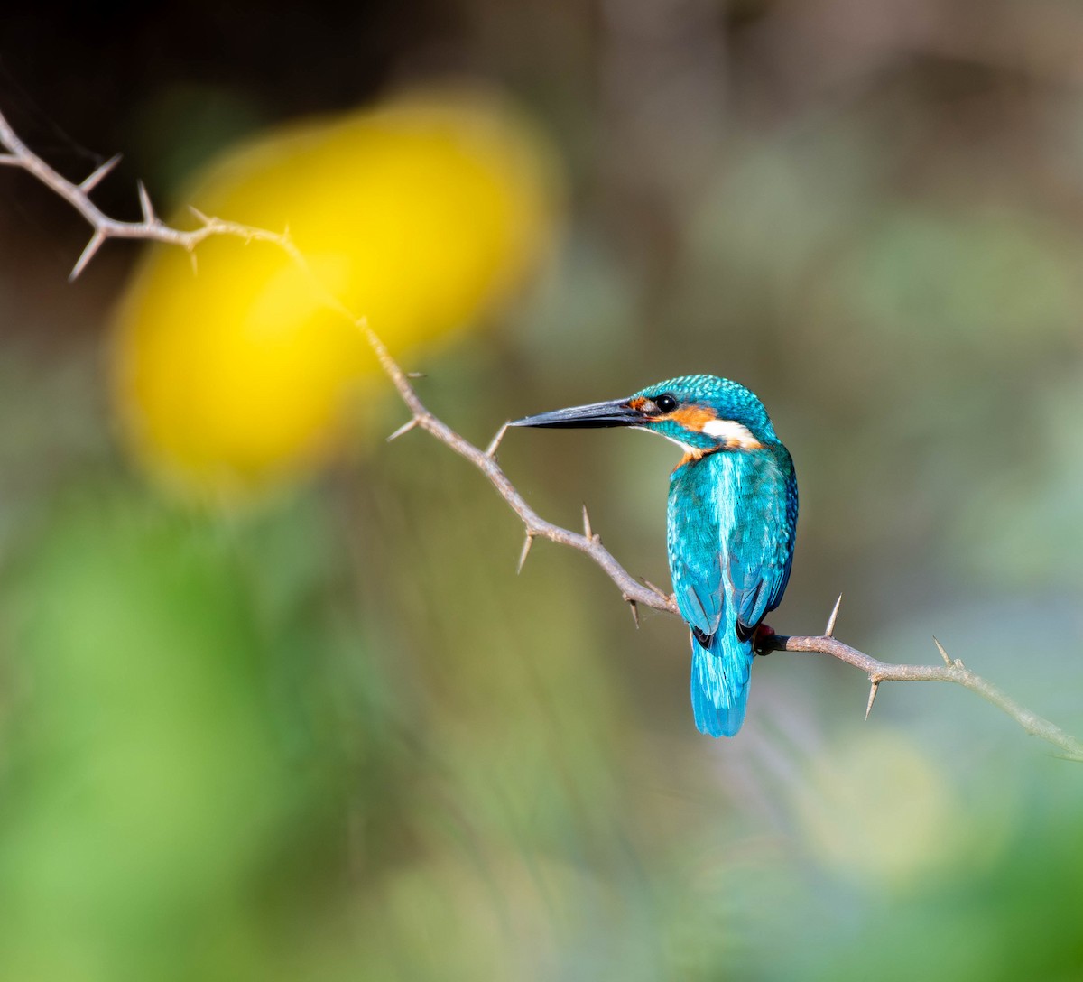 Martin arrantzalea - ML647753809