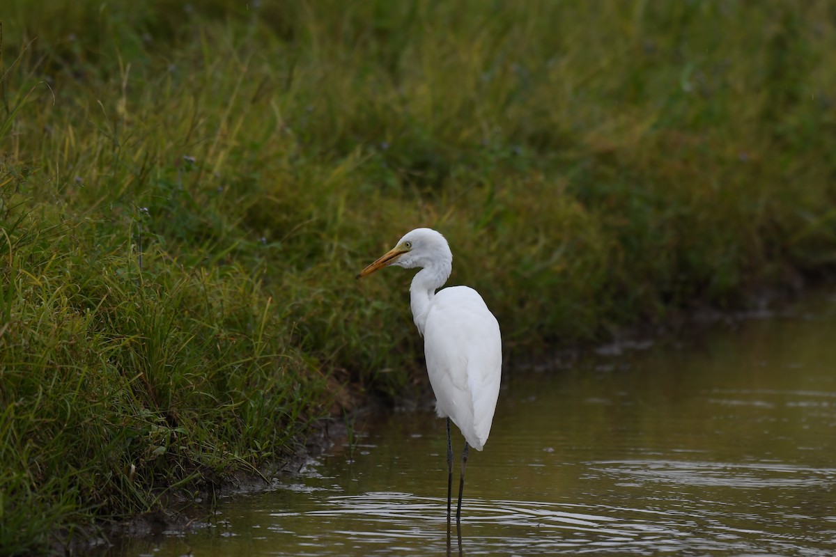 Medium Egret - ML647753813