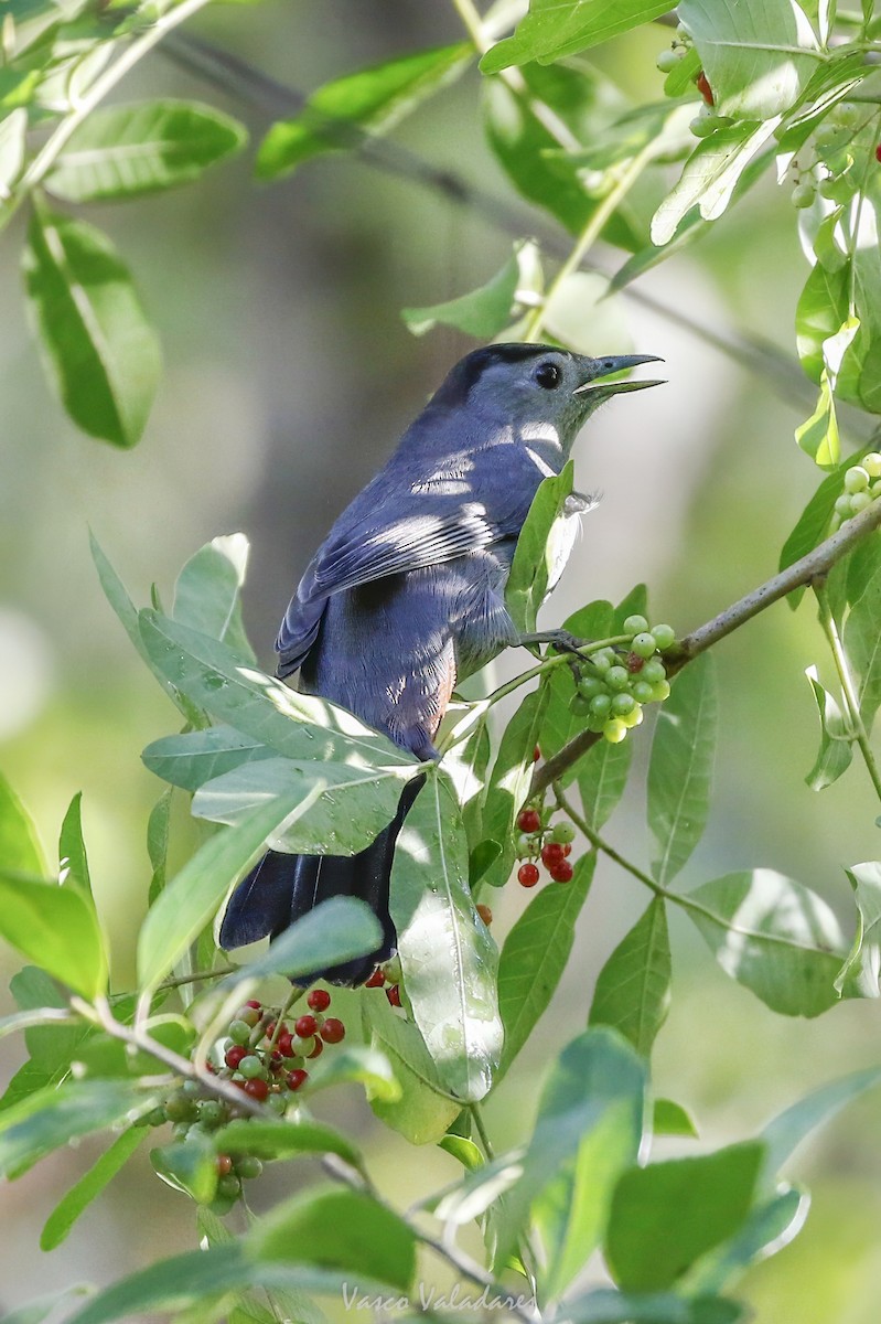 Miaulari grisa - ML647753814