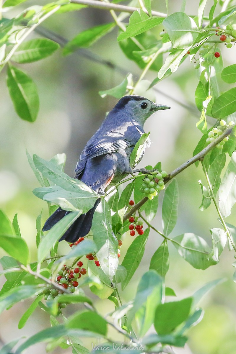 Miaulari grisa - ML647753815