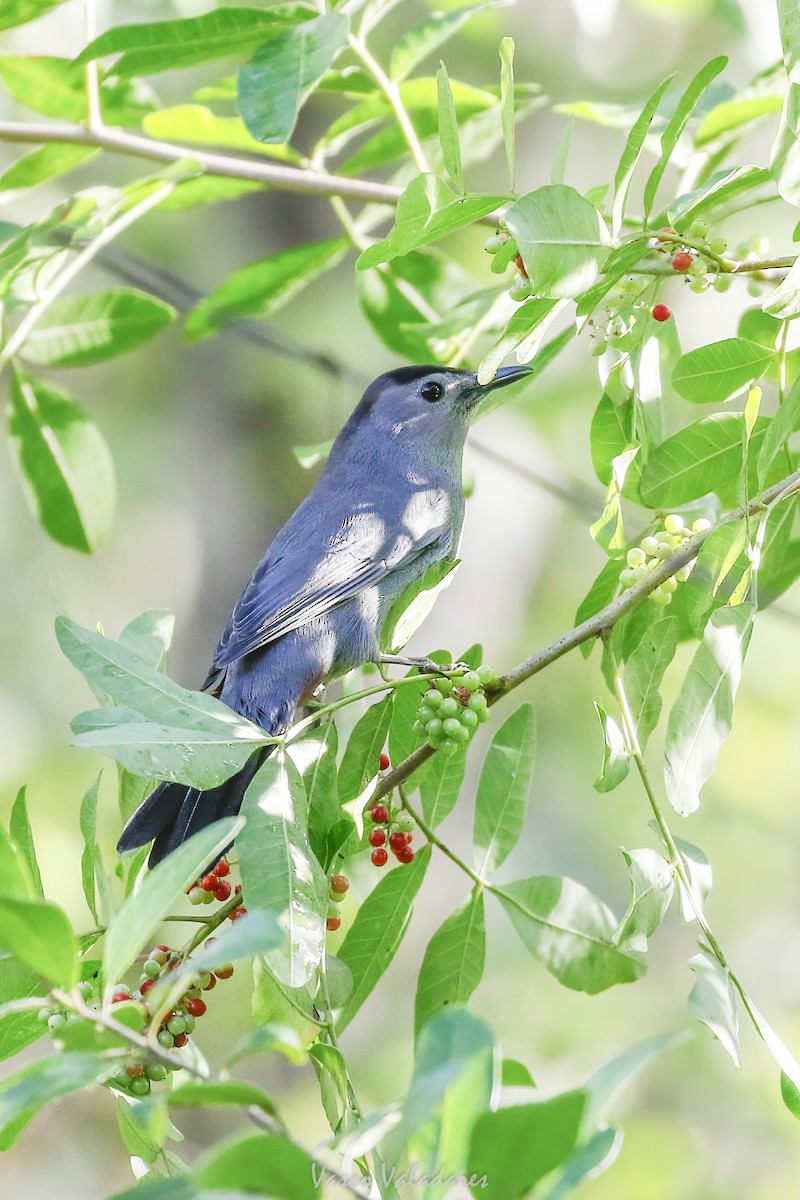 Miaulari grisa - ML647753816