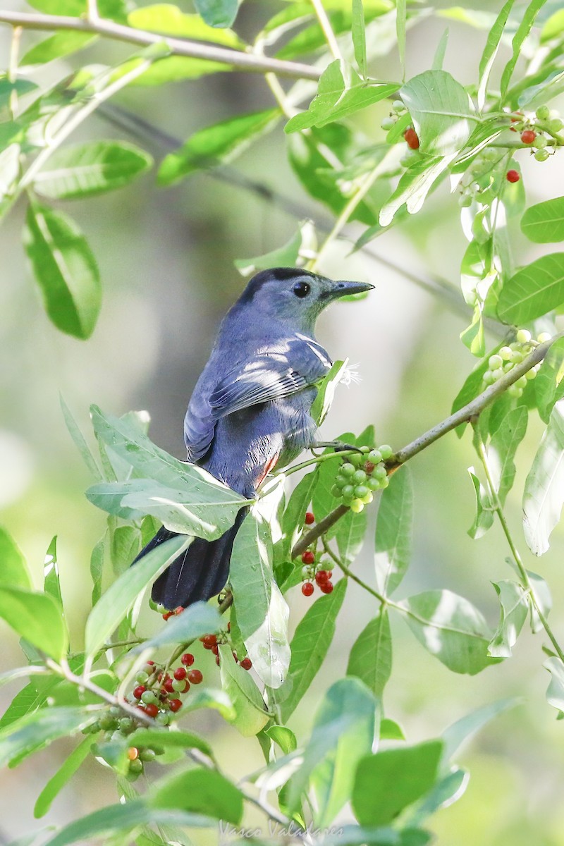 Miaulari grisa - ML647753817