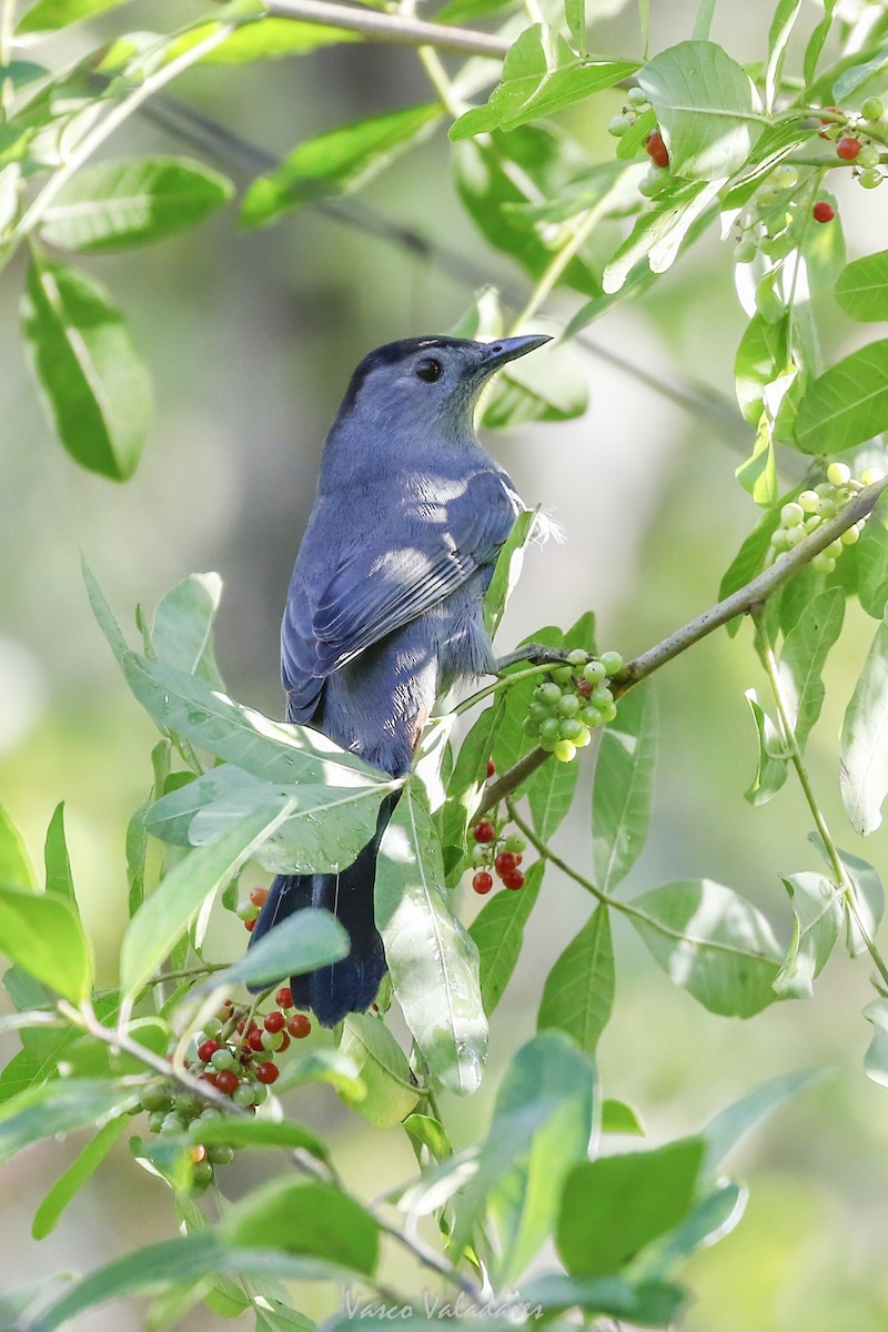 Miaulari grisa - ML647753818