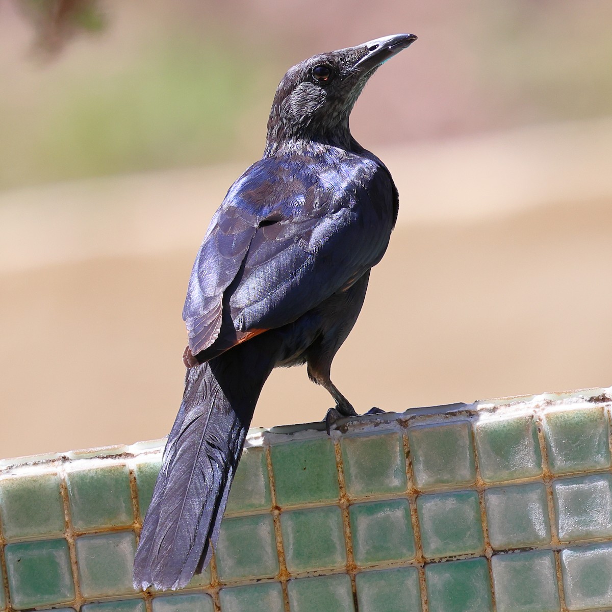Red-winged Starling - ML647753827