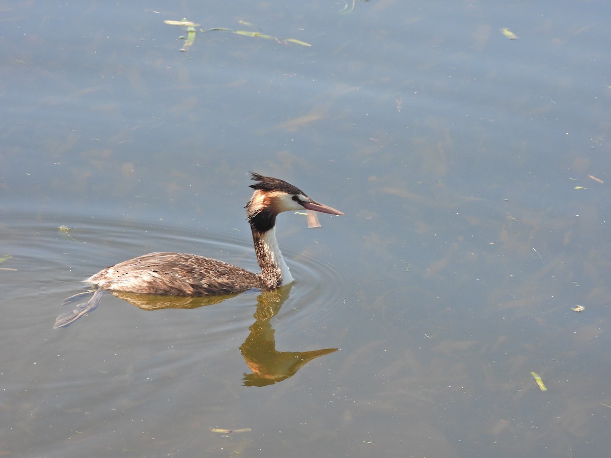 Murgil mottoduna - ML647753828