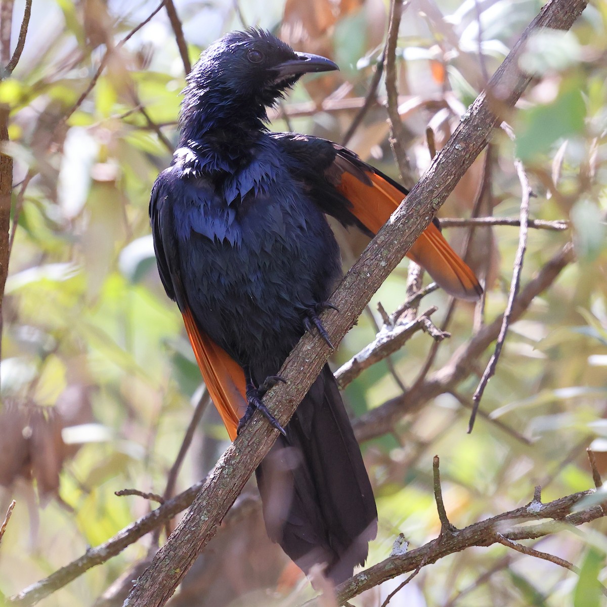 Red-winged Starling - ML647753831