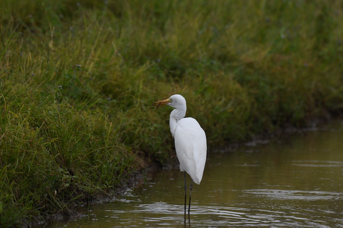 Medium Egret - ML647753832