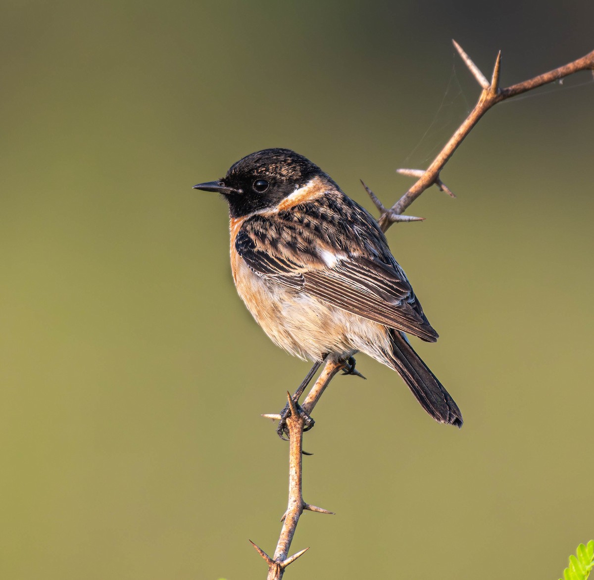 Pitxartxar siberiarra - ML647753833