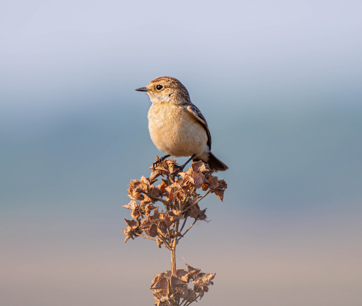 Pitxartxar siberiarra - ML647753834