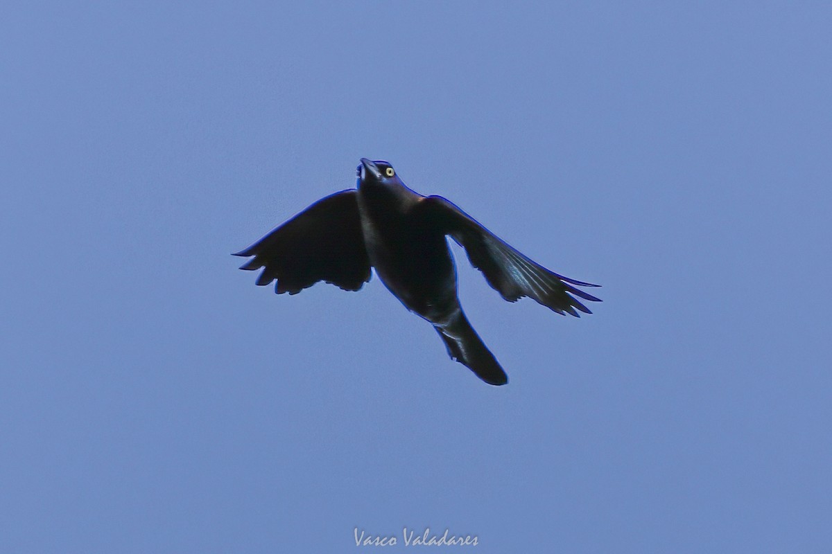 Boat-tailed Grackle - ML647753843