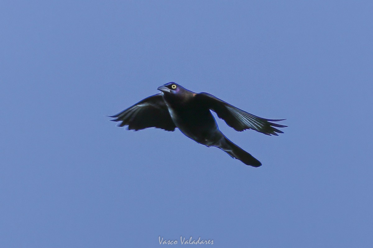 Boat-tailed Grackle - ML647753844