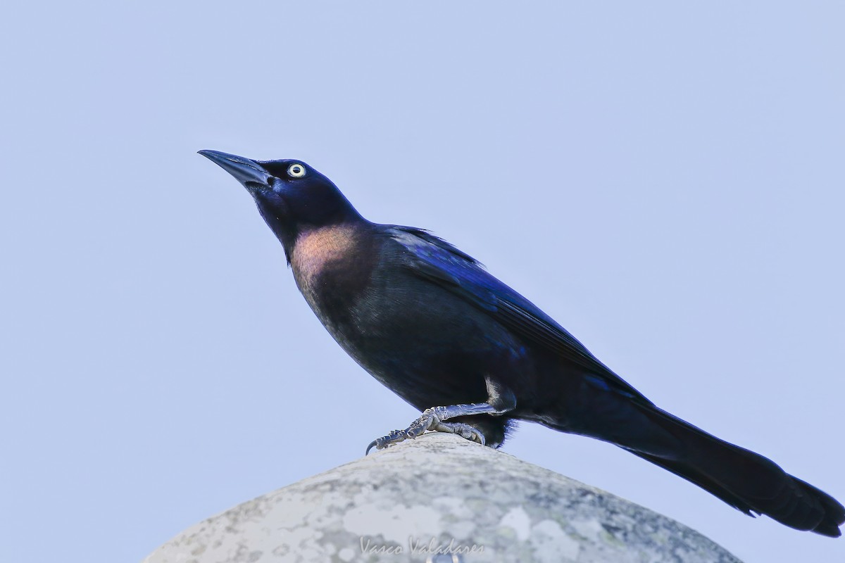 Boat-tailed Grackle - ML647753845