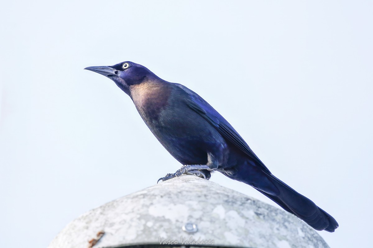 Boat-tailed Grackle - ML647753846