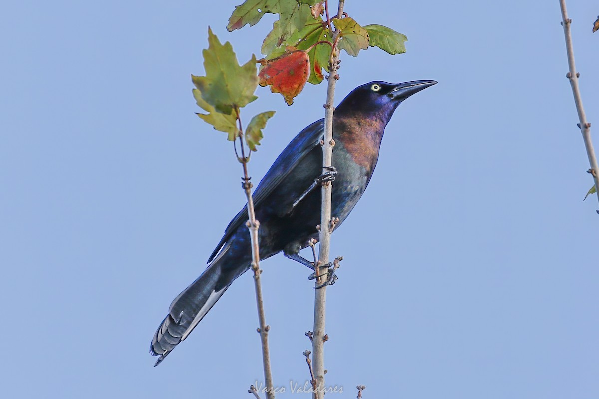 Common Grackle - ML647753849