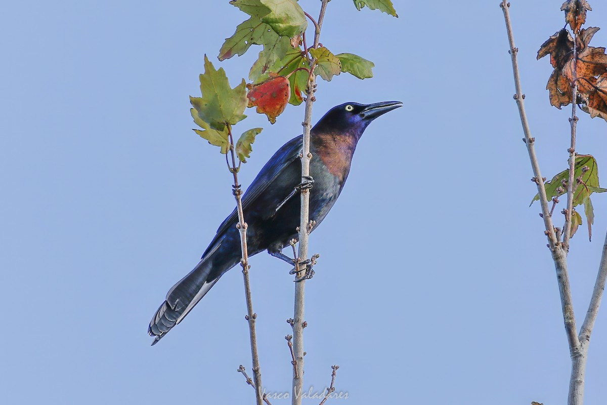 Common Grackle - ML647753850
