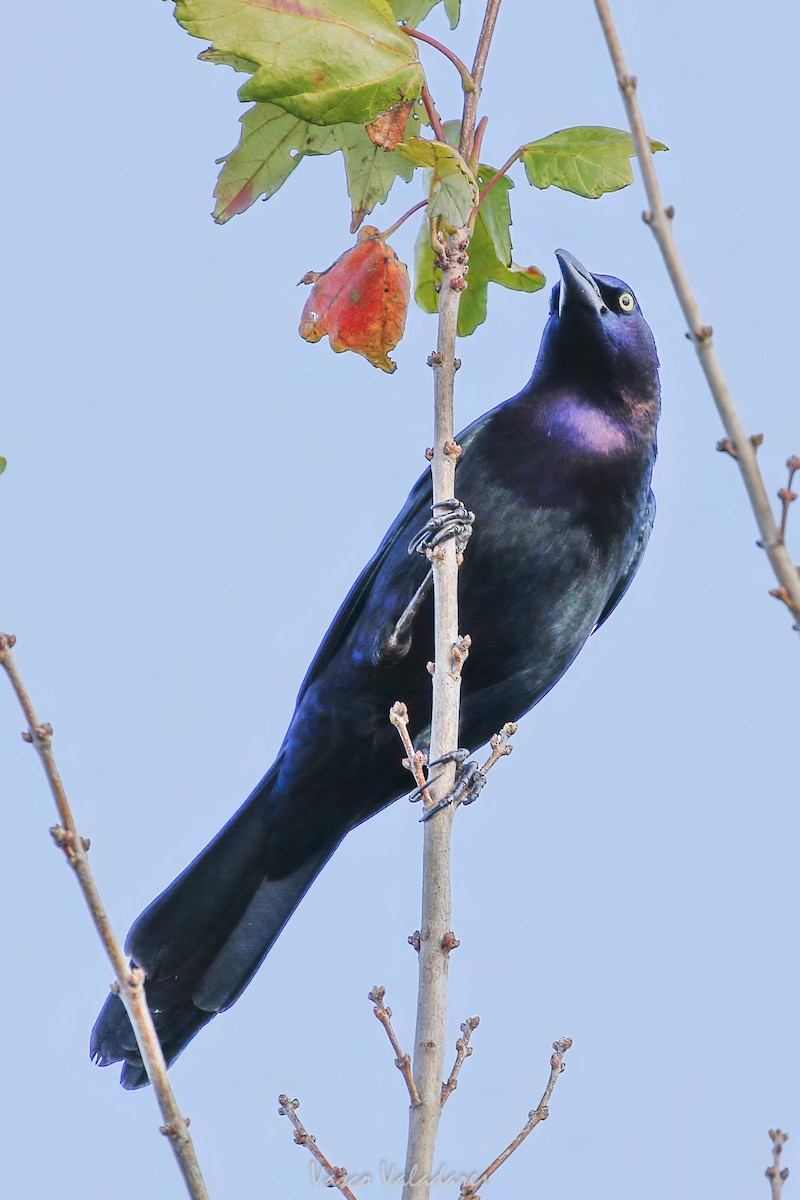 Common Grackle - ML647753851