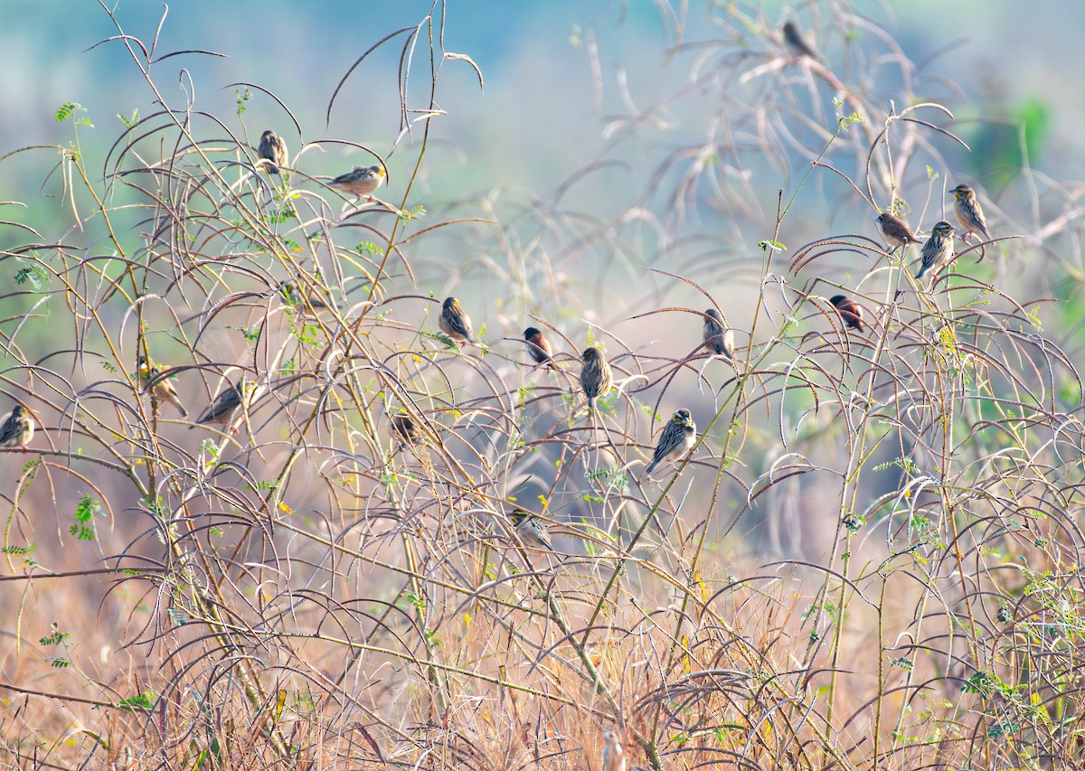 Black-breasted Weaver - ML647753852
