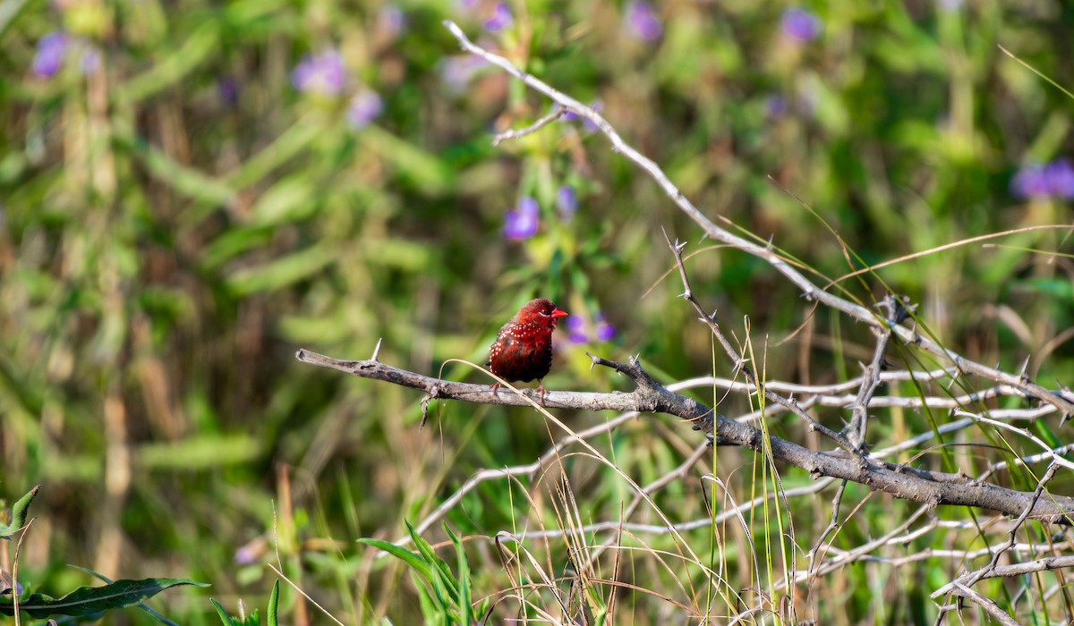 Red Avadavat - ML647753858