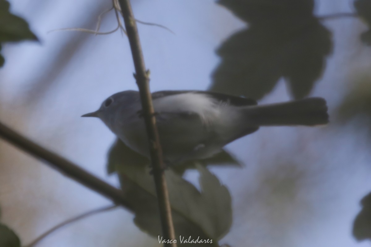 Blue-gray Gnatcatcher - ML647753883