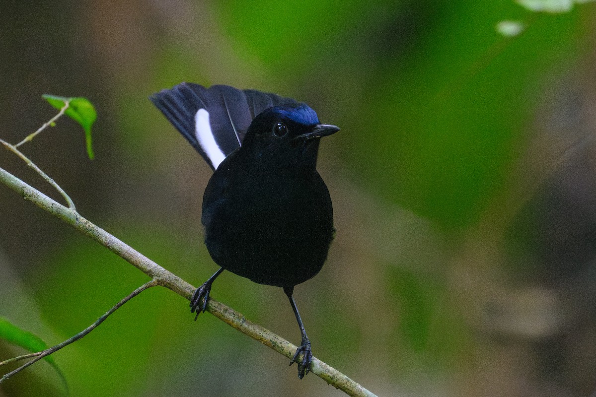White-tailed Robin - ML647753885