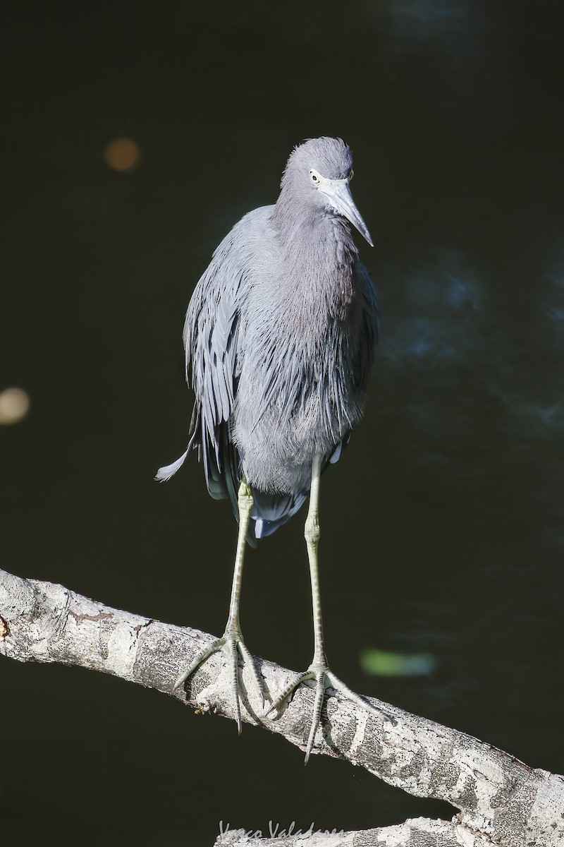 לבנית כחולה קטנה - ML647753889