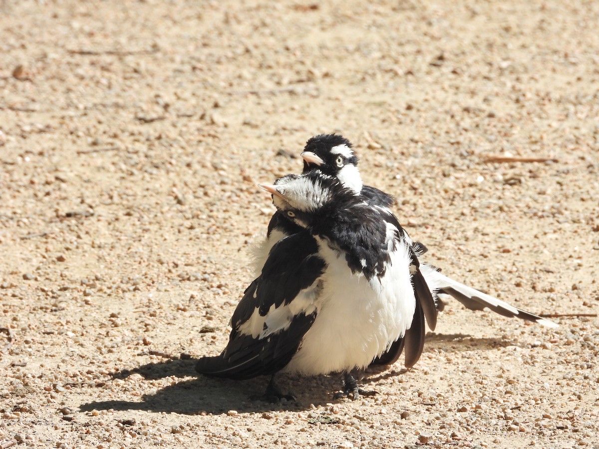 Magpie-lark - ML647753890