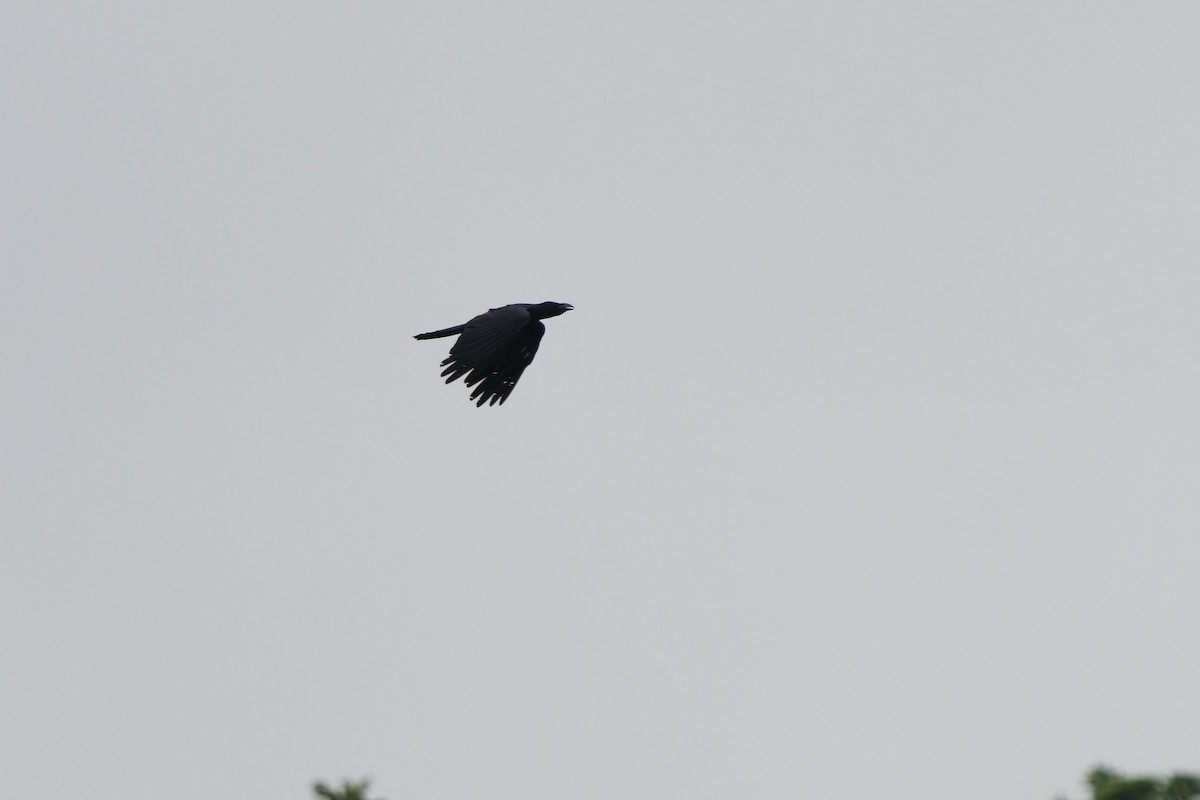 Large-billed Crow - ML647753892