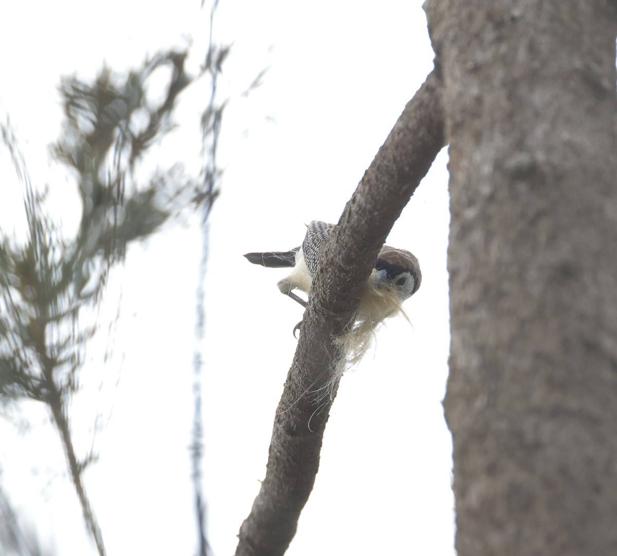 Double-barred Finch - ML647753893