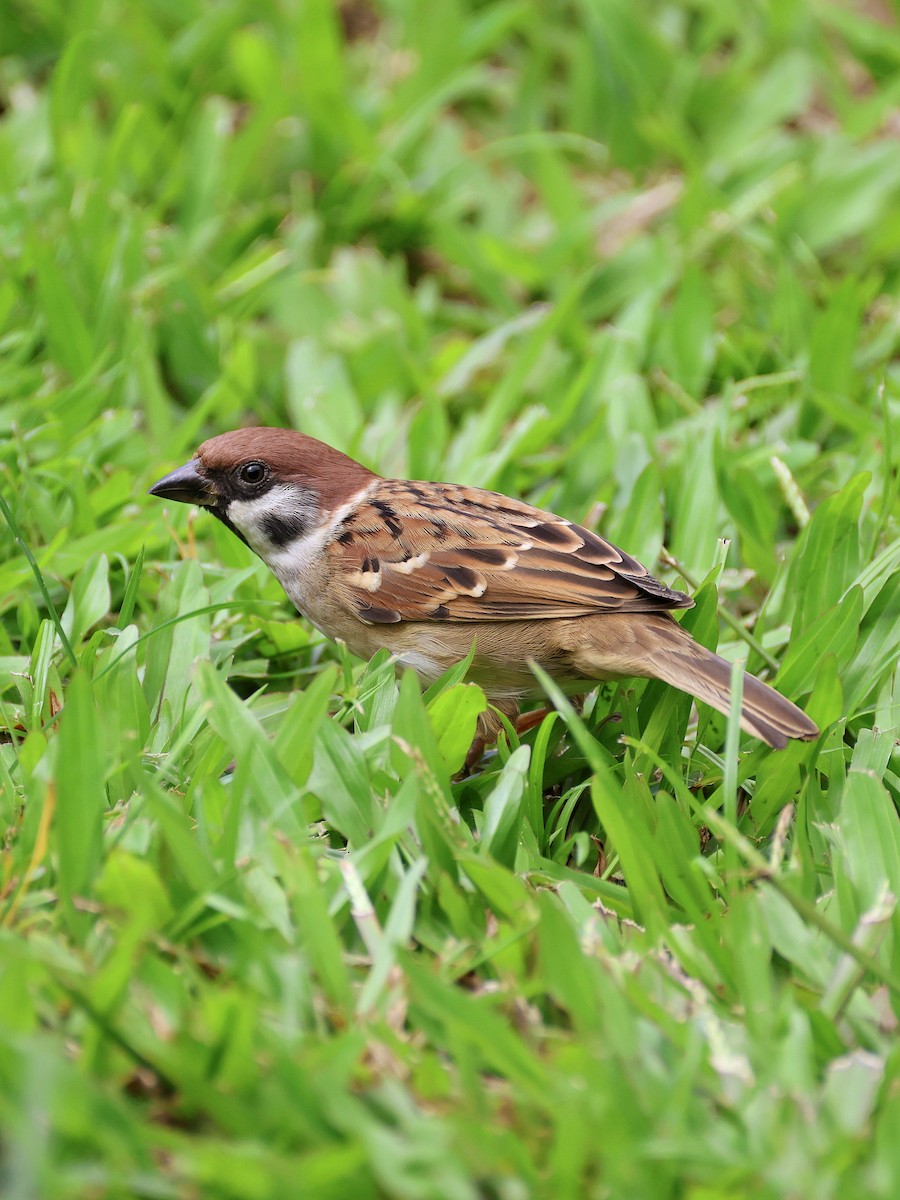 דרור הרים - ML647753896
