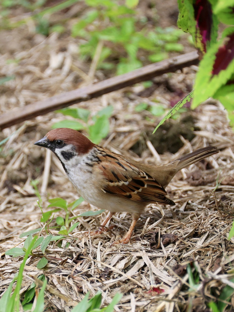 דרור הרים - ML647753898
