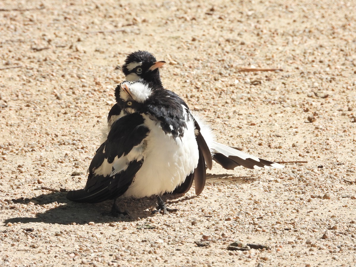 Magpie-lark - ML647753900